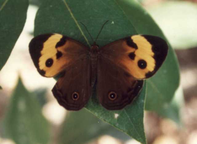 Helena Butterfly
